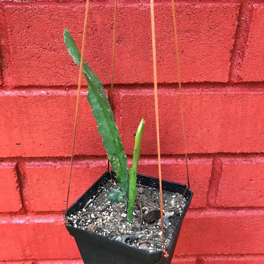  Epiphyllum Cutie Plant