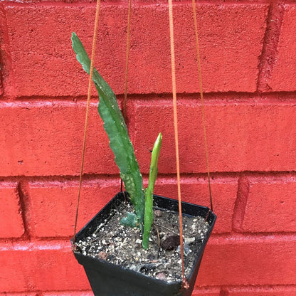  Epiphyllum Cutie Plant