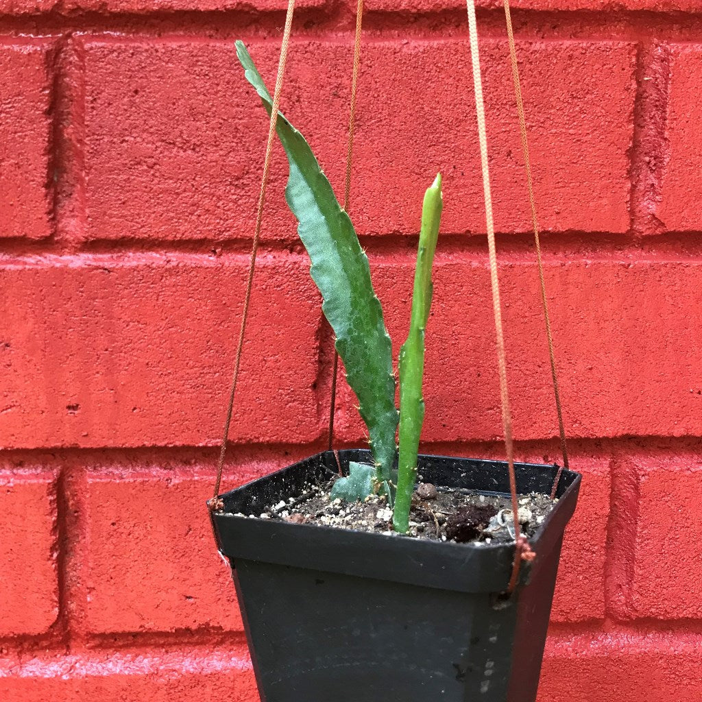  Epiphyllum Cutie Plant