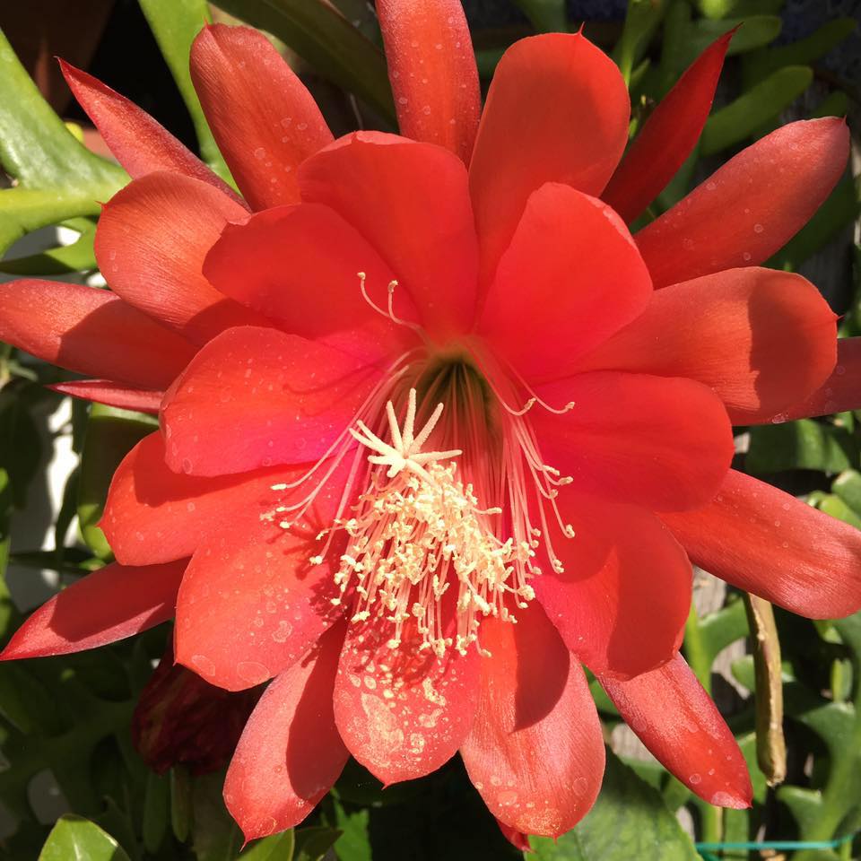  Epiphyllum Cutie Plant
