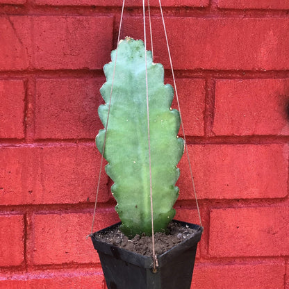  Epiphyllum Deutsche Kaiserin Cactus Plant