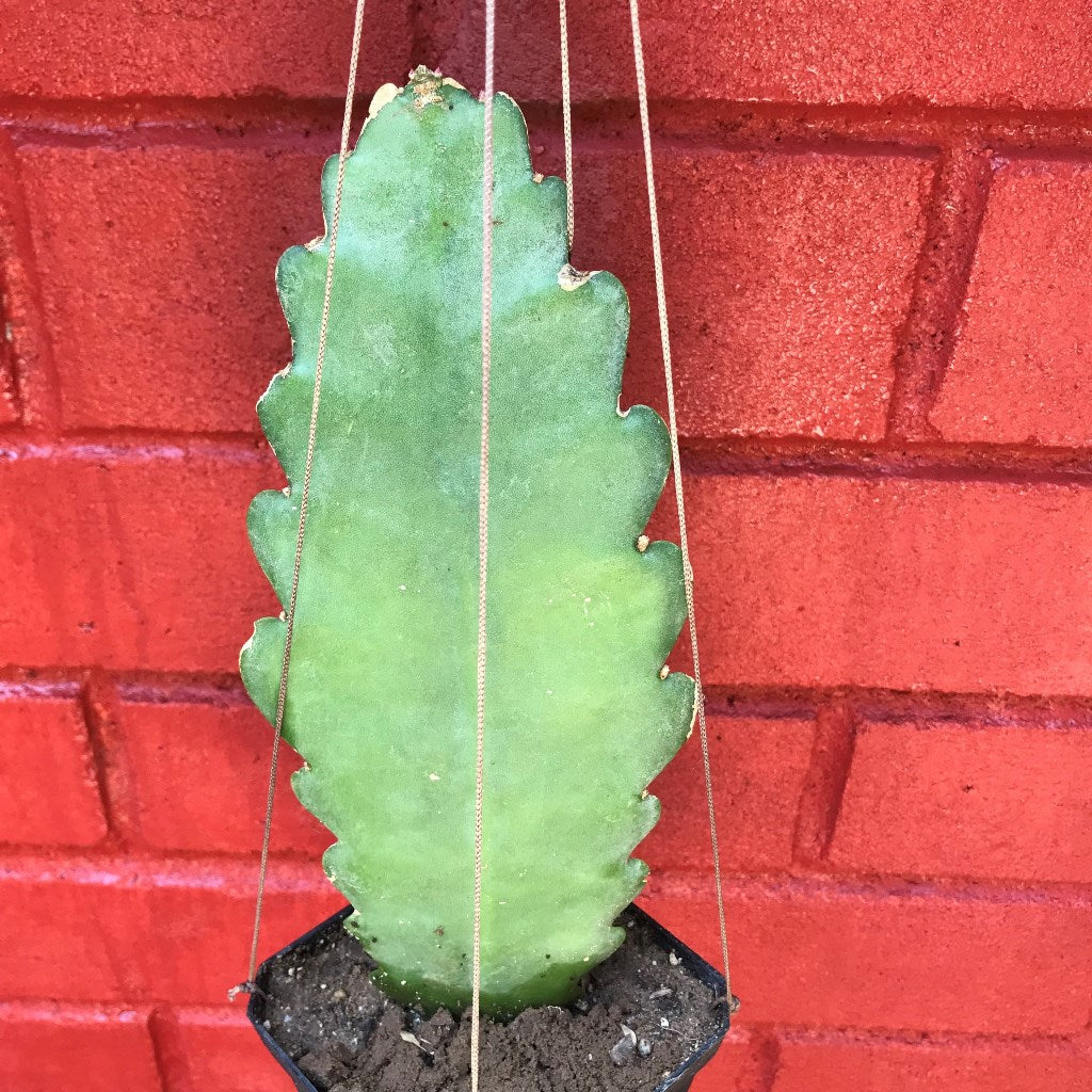  Epiphyllum Deutsche Kaiserin Cactus Plant