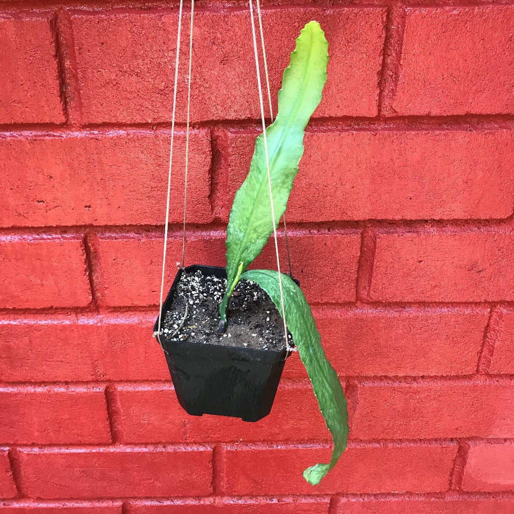  Disocactus Phyllanthoides German Empress Cactus Plant