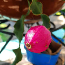 Epiphyllum Guatemalense F. Monstrosa Plant