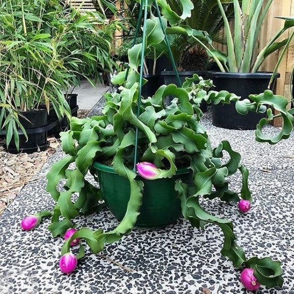  Epiphyllum Guatemalense F. Monstrosa Plant