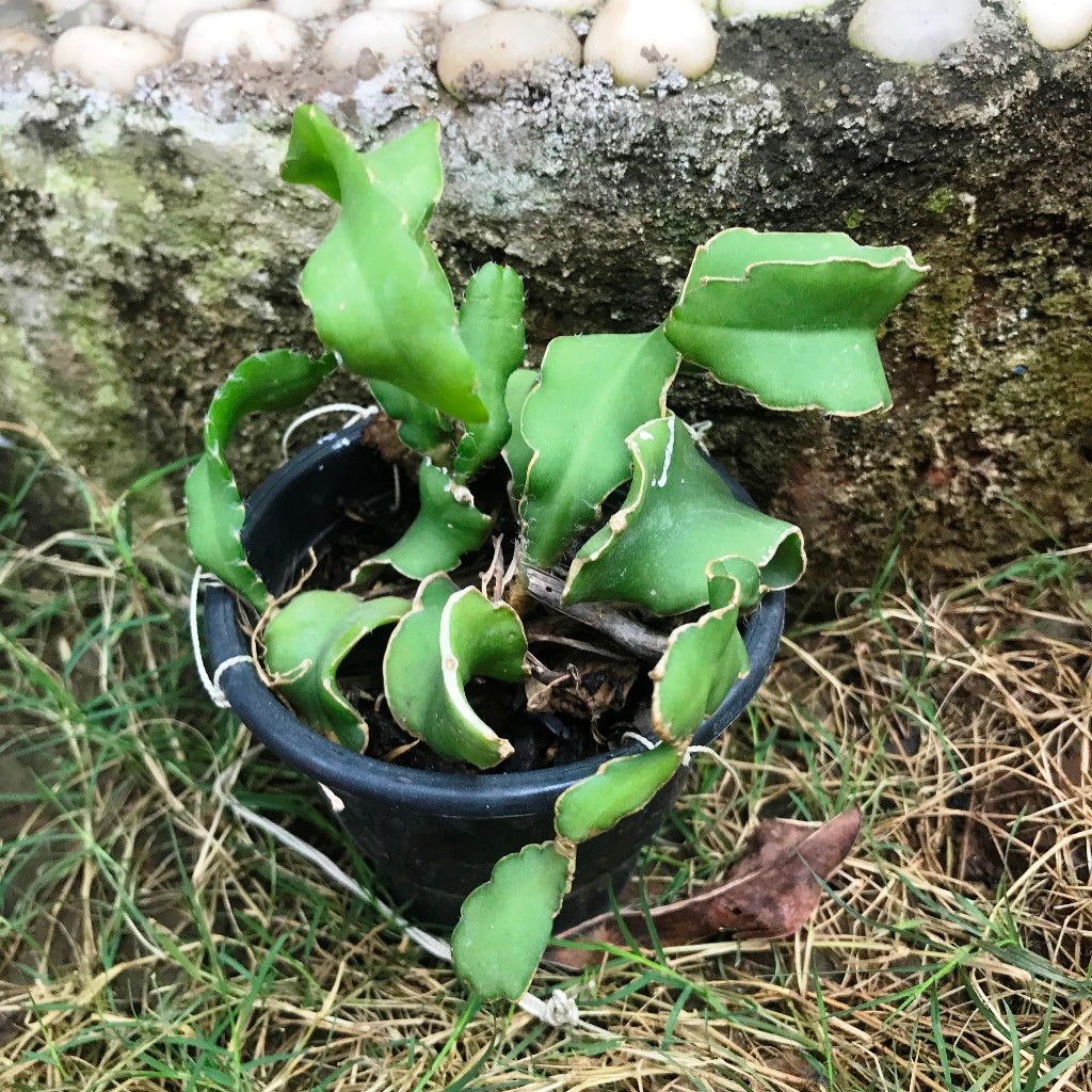  Epiphyllum Guatemalense F. Monstrosa Plant