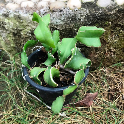  Epiphyllum Guatemalense F. Monstrosa Plant