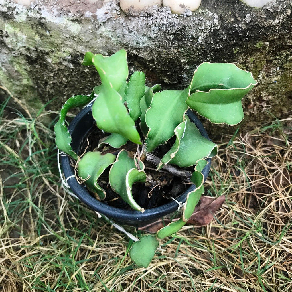  Epiphyllum Guatemalense F. Monstrosa Plant