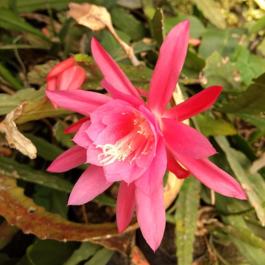  Epiphyllum Hybird Renown Plant