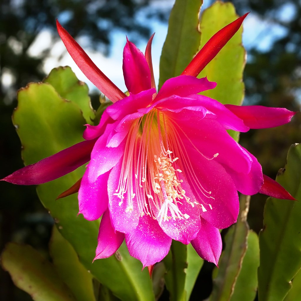  Epiphyllum Hybird Renown Plant