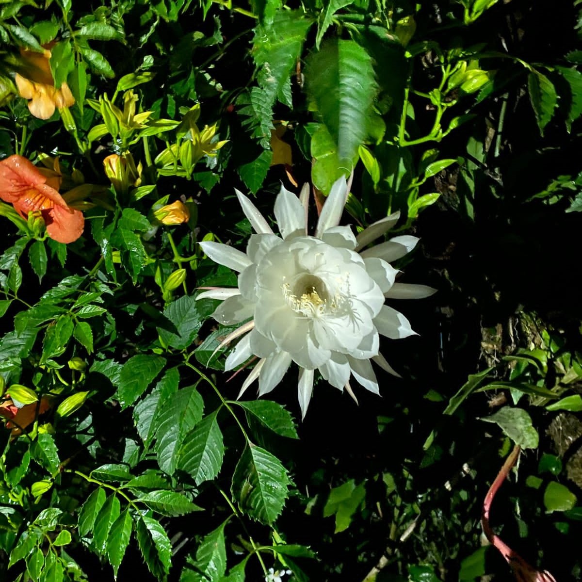  Epiphyllum Pumilum Plant