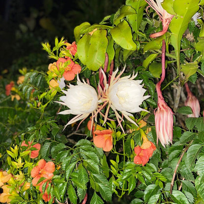  Epiphyllum Pumilum Plant