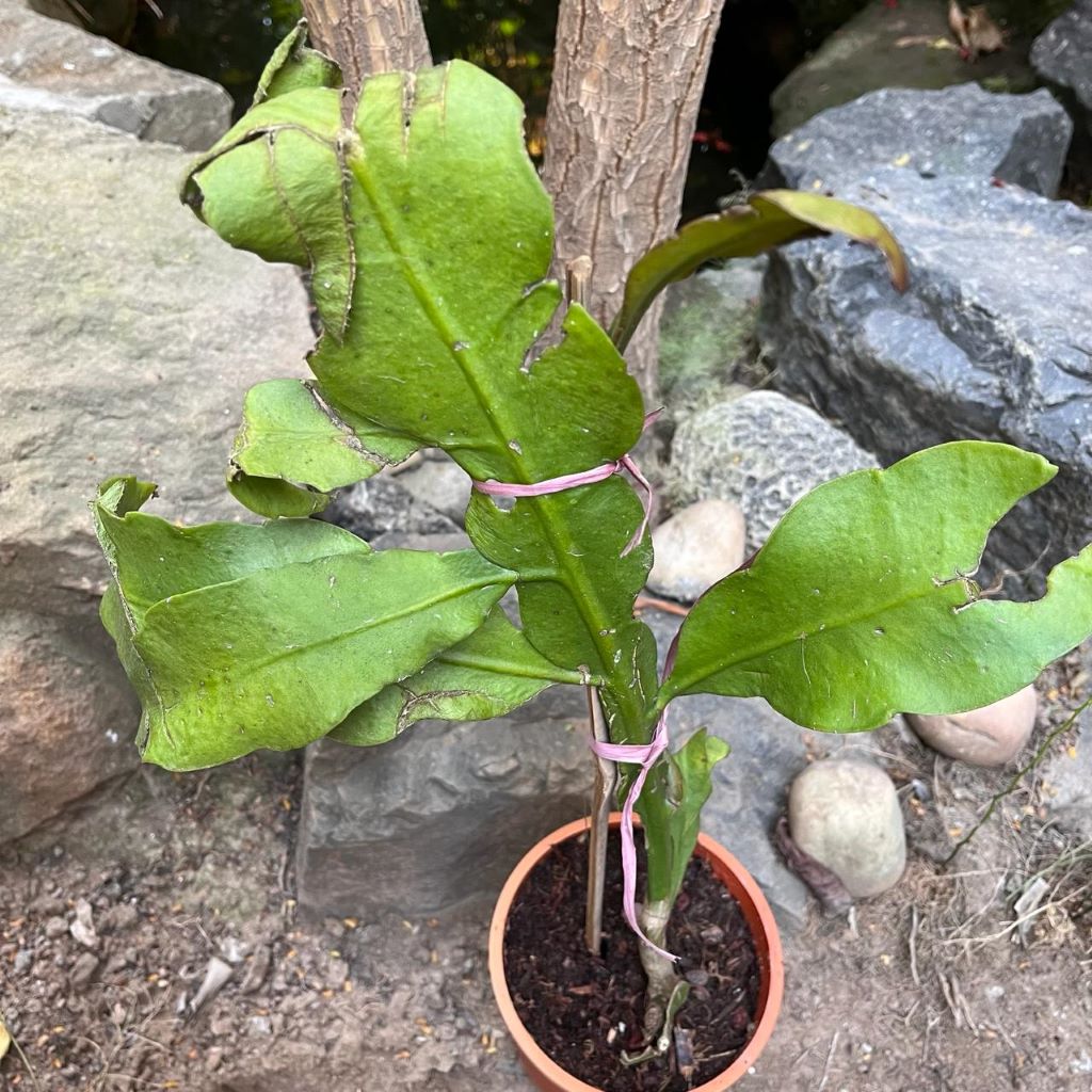  Epiphyllum Pumilum Plant