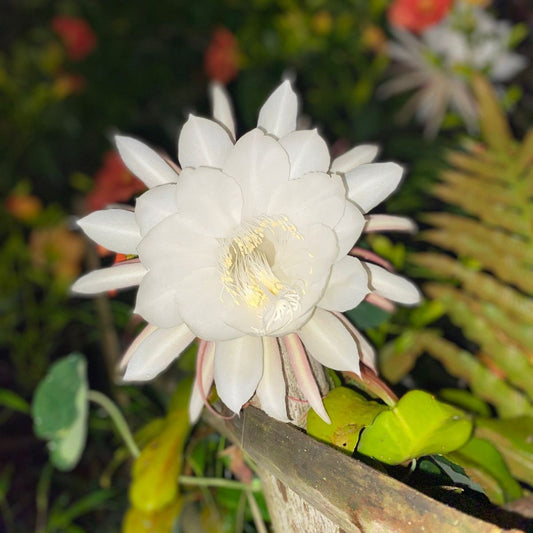 Epiphyllum Pumilum Plant