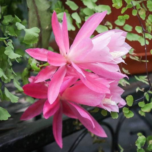  Epiphyllum Deutsche Kaiserin Cactus Plant
