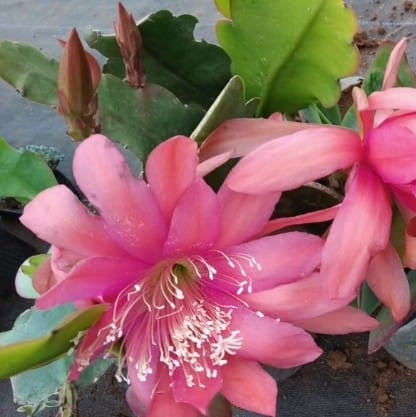  Epiphyllum Deutsche Kaiserin Cactus Plant