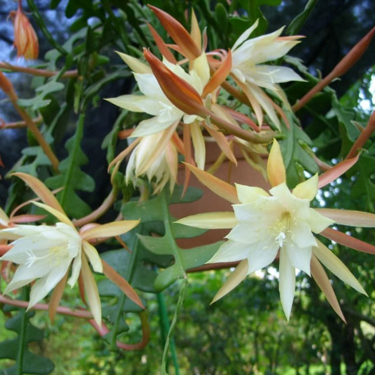  Epiphyllum Anguliger Cactus Plant