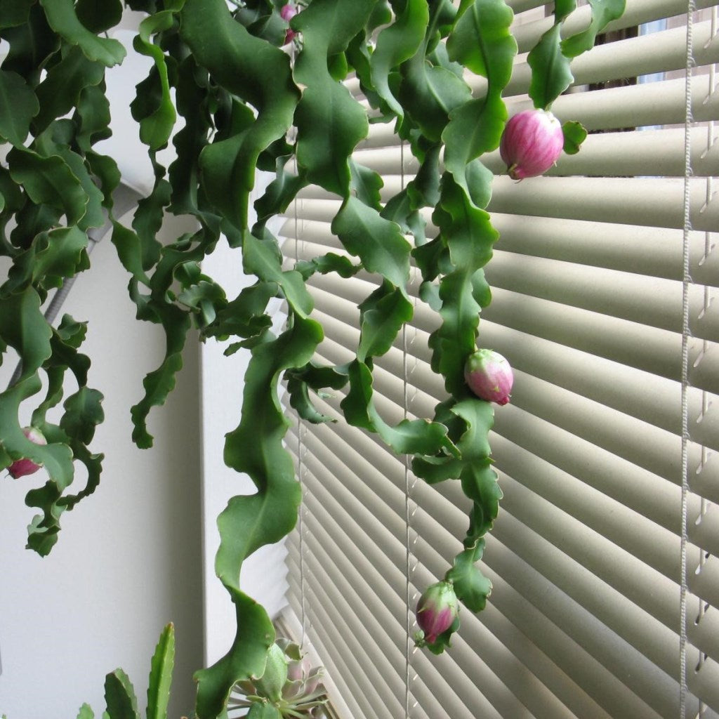  Epiphyllum Guatemalense F. Monstrosa Plant