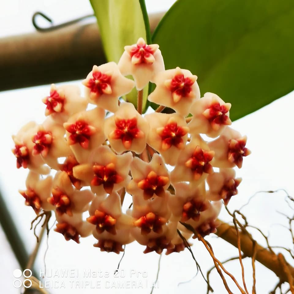  Hoya Erythrostemma Hat Som Paen Plant