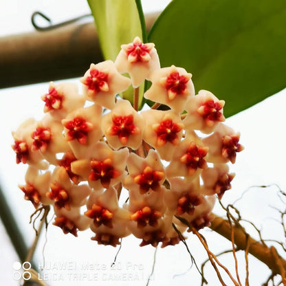  Hoya Erythrostemma Hat Som Paen Plant