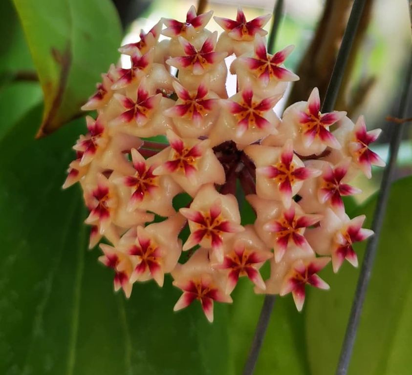  Hoya Erythrostemma Hat Som Paen Plant