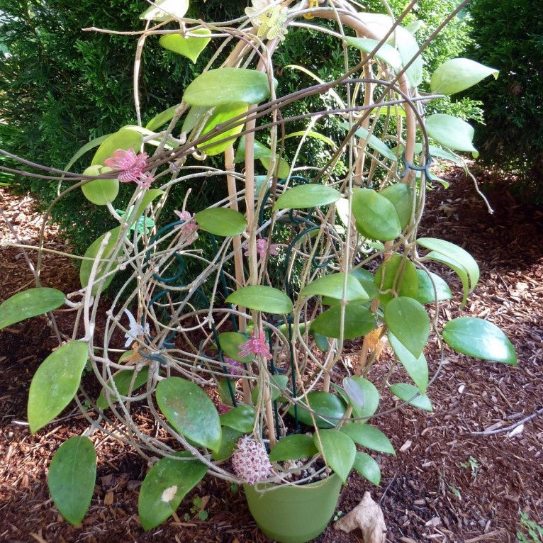  Hoya Erythrostemma Hat Som Paen Plant