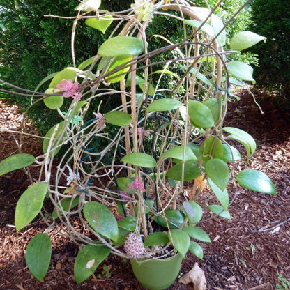  Hoya Erythrostemma Hat Som Paen Plant