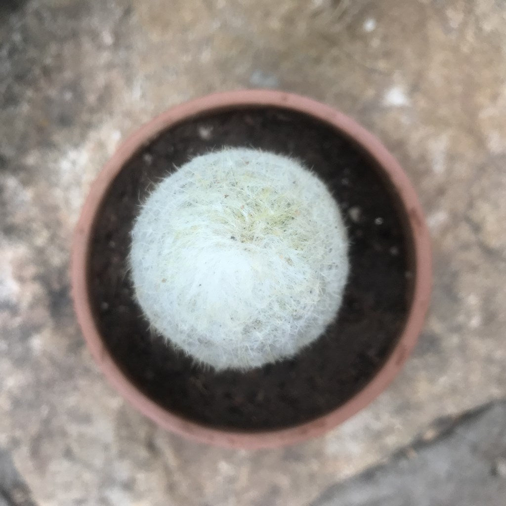  Espostoa Melanostele - Old Man Cactus Plant