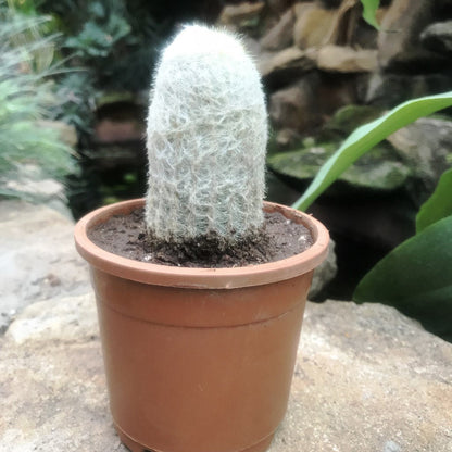  Espostoa Melanostele - Old Man Cactus Plant