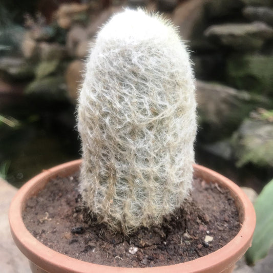 Espostoa Melanostele - Old Man Cactus Plant