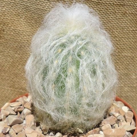  Espostoa Lanata Cotton Ball Cactus Plant