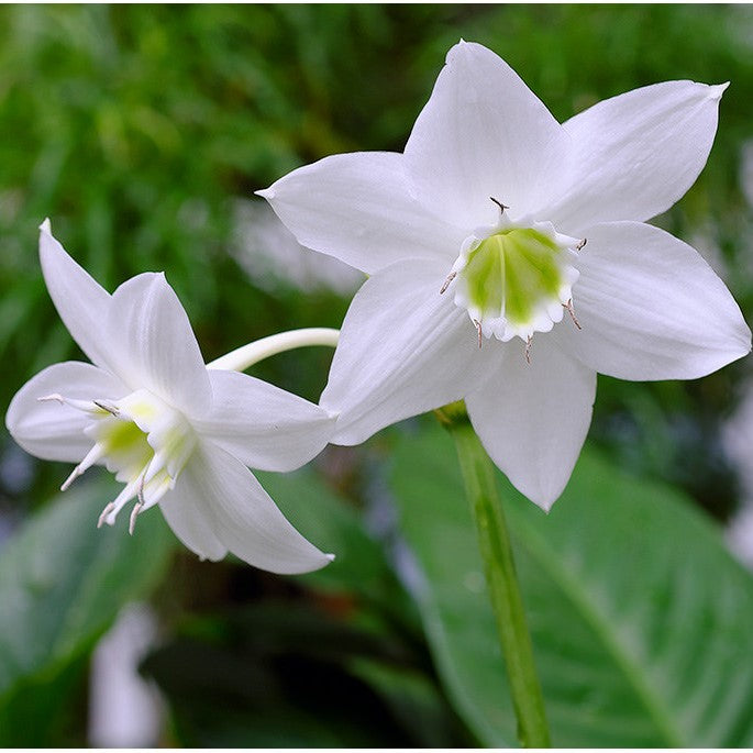  Eucharis Grandiflora - Amazon Lily (Bulbs)