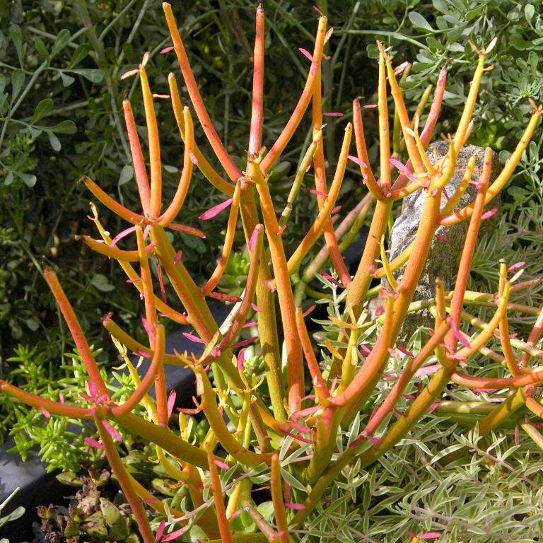  Euphorbia Tirucalli Rosea Succulent Plant