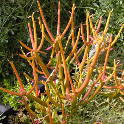  Euphorbia Tirucalli Rosea Succulent Plant
