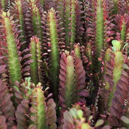  Euphorbia Trigona Rubra African Milk Tree Cactus Plant