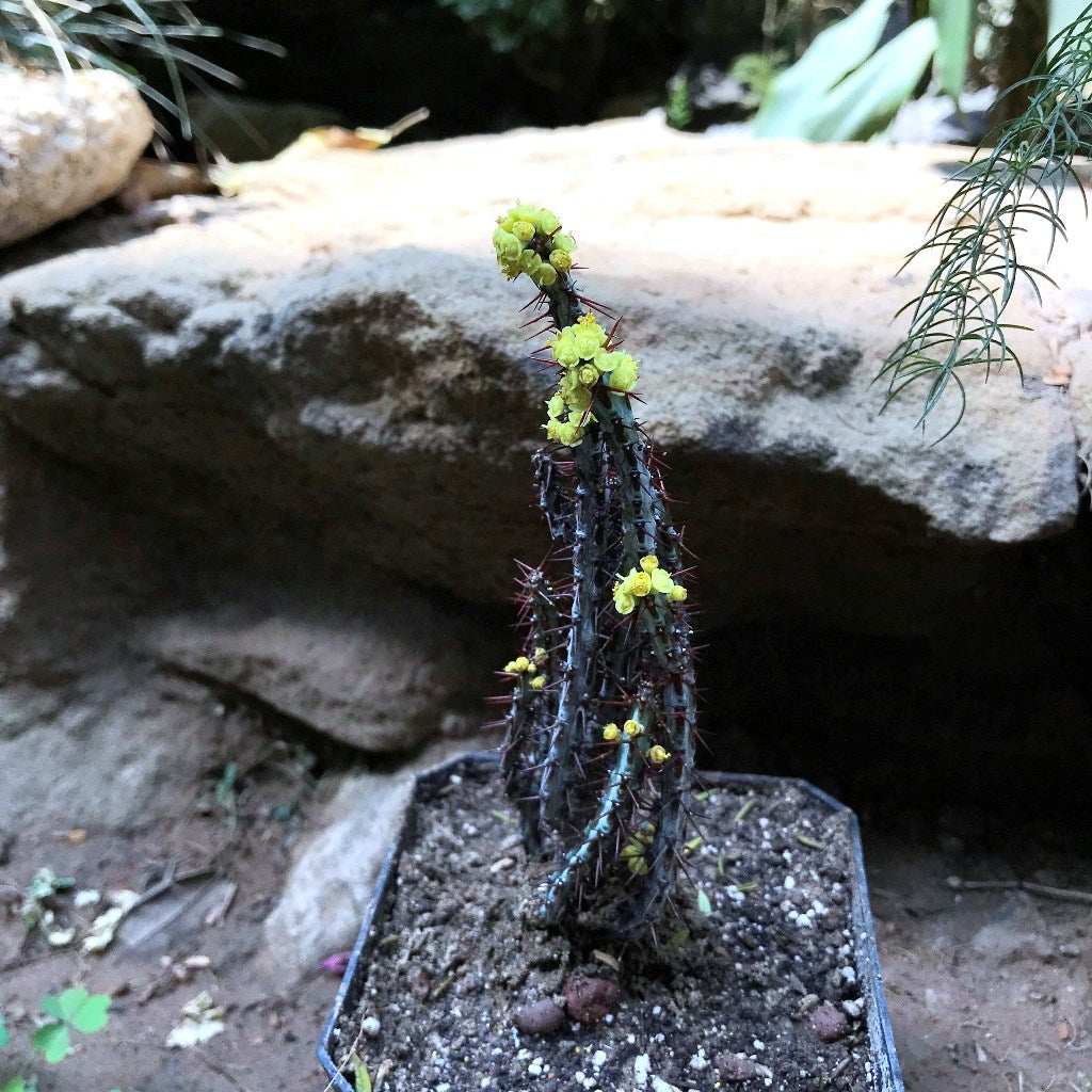  Euphorbia Aeruginosa Cactus Plant
