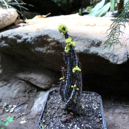  Euphorbia Aeruginosa Cactus Plant