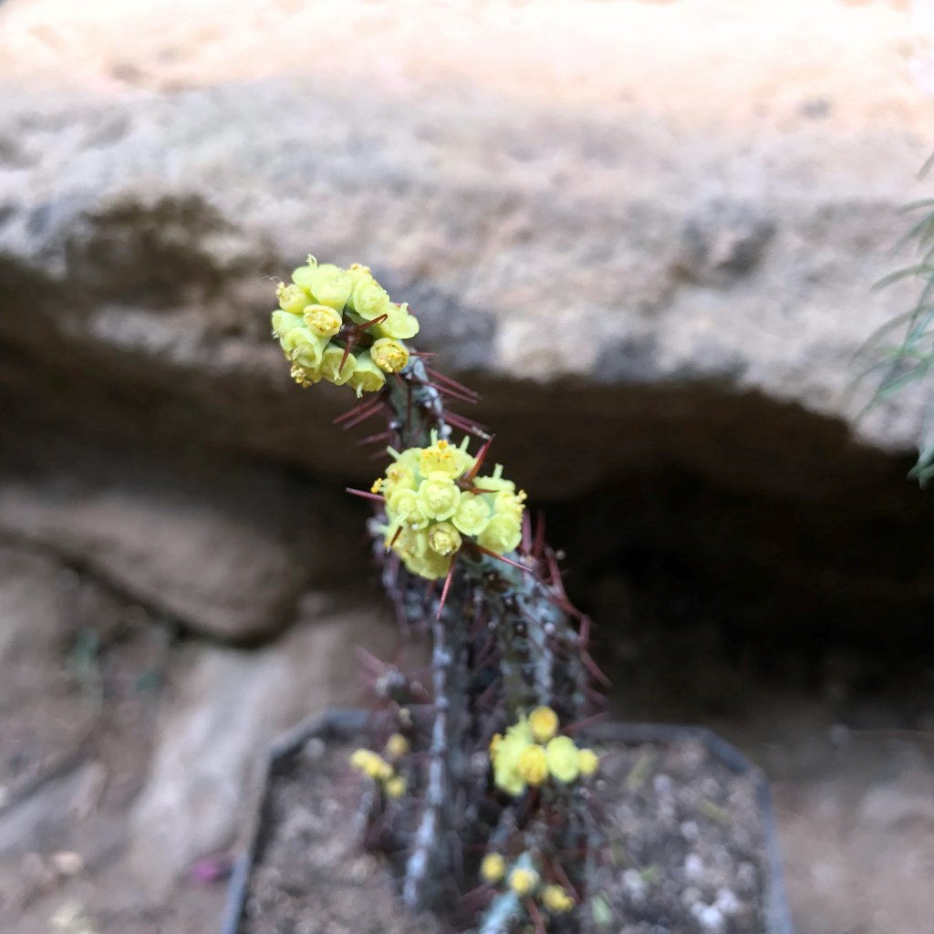  Euphorbia Aeruginosa Cactus Plant