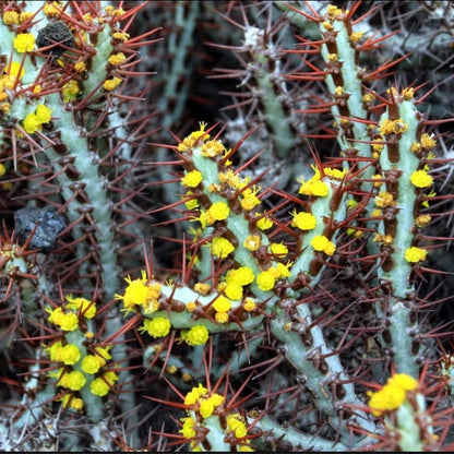  Euphorbia Aeruginosa Cactus Plant