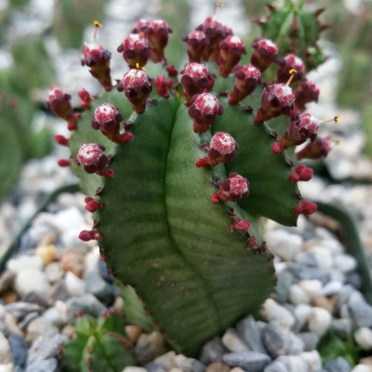 Euphorbia Anoplia Cactus Plant