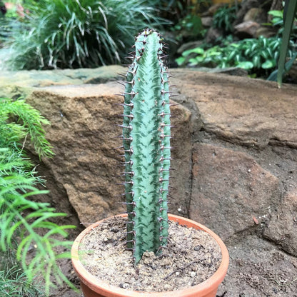  Euphorbia Confinalis Ssp. Rhodesia Cactus Plant