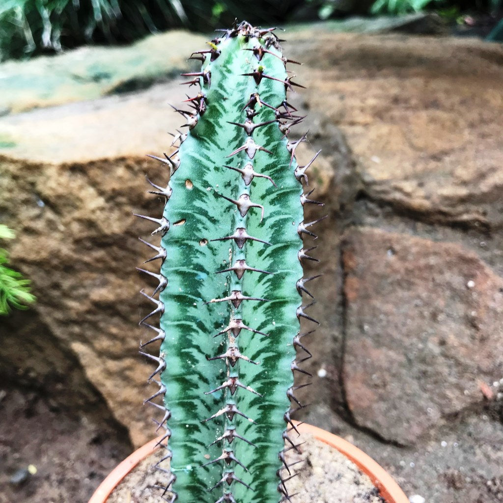  Euphorbia Confinalis Ssp. Rhodesia Cactus Plant