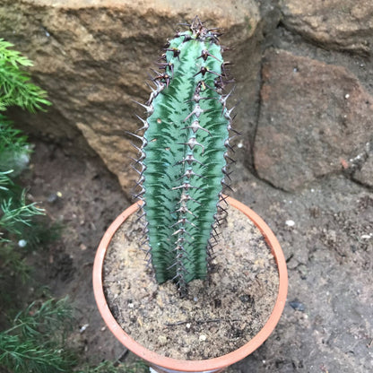  Euphorbia Confinalis Ssp. Rhodesia Cactus Plant
