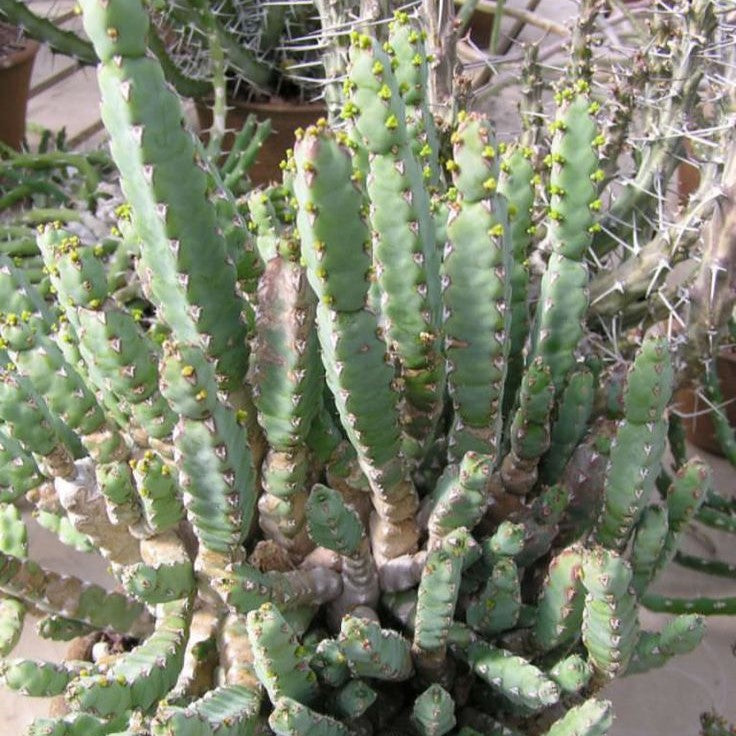  Euphorbia Debilispina Cactus Plant