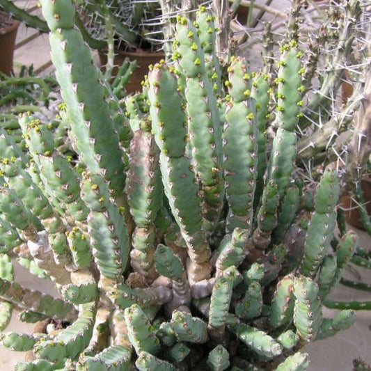  Euphorbia Debilispina Cactus Plant