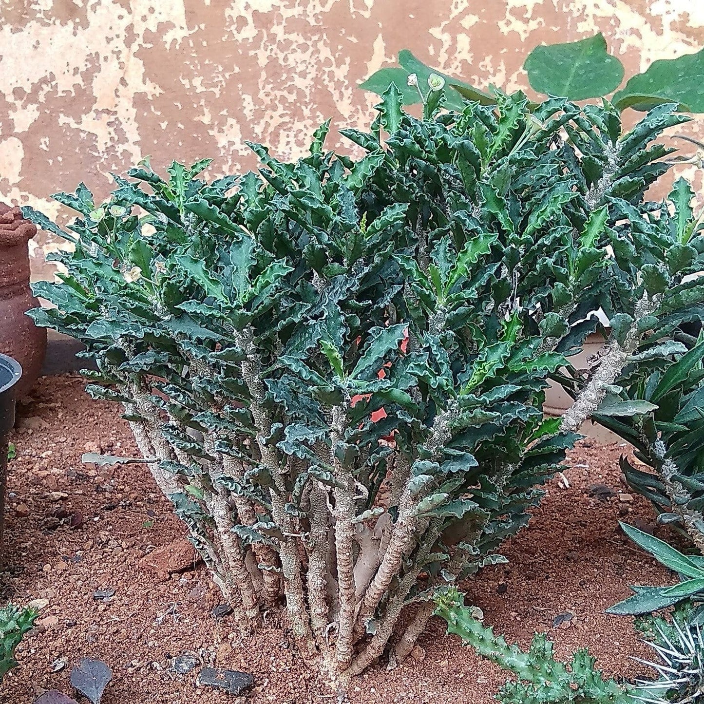  Euphorbia Decaryi Succulent Plant