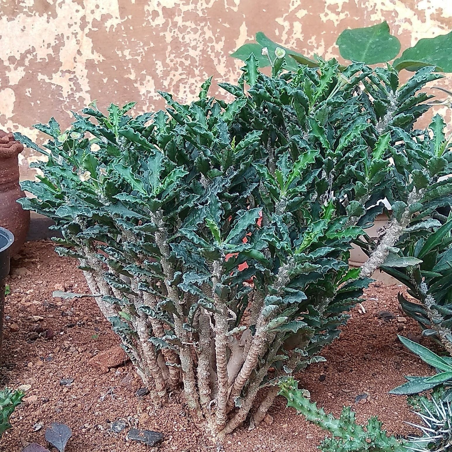  Euphorbia Decaryi Succulent Plant