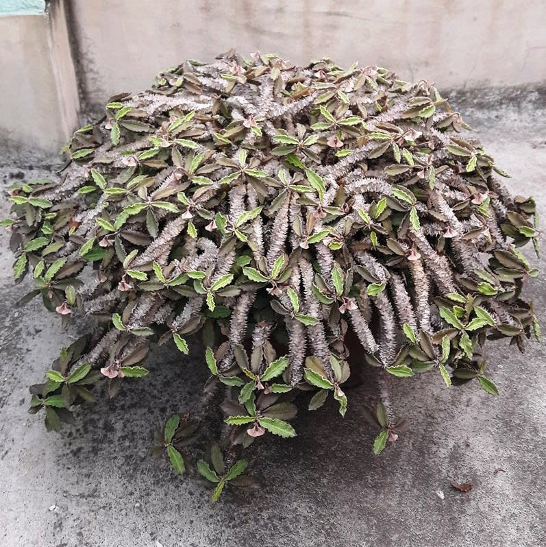  Euphorbia Decaryi Succulent Plant