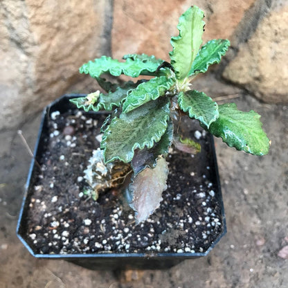  Euphorbia Decaryi Succulent Plant