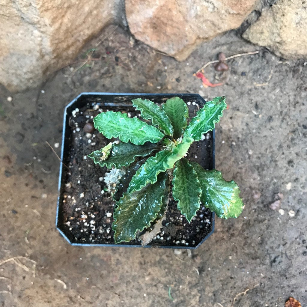  Euphorbia Decaryi Succulent Plant